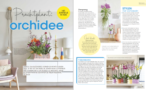 orchidee